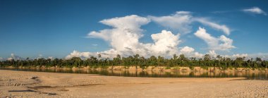 Amazon Nehri 'nin kolları olan Javari Nehri' nin kıyısındaki kumsalda alçak su mevsiminde. Amazonia. Selva Brezilya ve Peru sınırında. Güney Amerika.