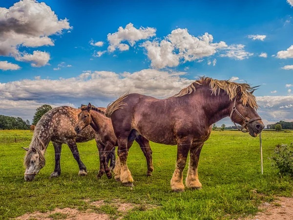 牧草地Podlasieに立っている馬を起草異なる色 ポドラキア ポーランド ヨーロッパ この地域はPodlaskoまたはPodlazeと呼ばれます — ストック写真