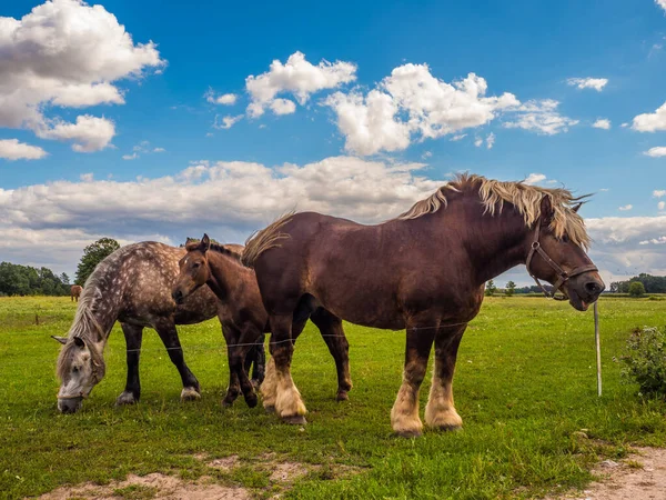 Farklı Renkler Podlasie Otlağında Duran Atları Seçer Podlachia Polonya Avrupa — Stok fotoğraf