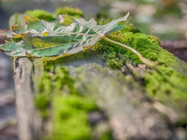 stock image Autumnal leaf on a wooden cross covered with moss