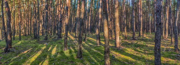 Vista Panorâmica Floresta Pinheiros Outono — Fotografia de Stock