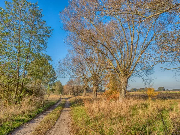 Een Landweg Tussen Wilgen Herfst Mazovia Polen — Stockfoto