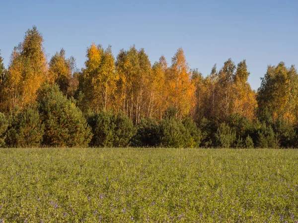Höstens Färger Det Polska Landet Det Mazovia Polen — Stockfoto