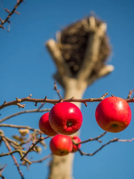 Tomma Storkbo Och Röda Äpplen Hösten Det Mazovia Polen — Stockfoto