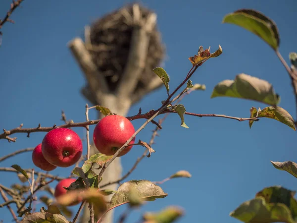 秋に空のコウノトリの巣と赤いリンゴ マゾヴィア ポーランド — ストック写真