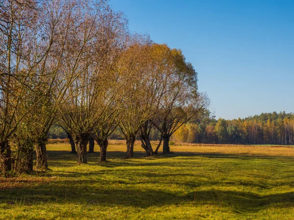 Polonya Sonbaharın Renkleri Mazovia Polonya — Stok fotoğraf