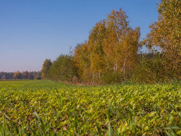 Höstens Färger Det Polska Landet Det Mazovia Polen — Stockfoto