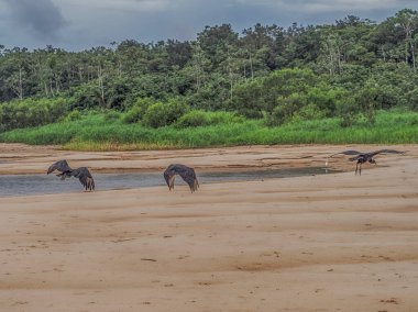 Amazon ormanında, kara akbaba sürüsü. Brezilya. Latin Amerika. Amerikan kara akbabası olarak da bilinen kuş, Yeni Dünya akbabaları (Coragyps atratus) familyasından bir kuş türü.