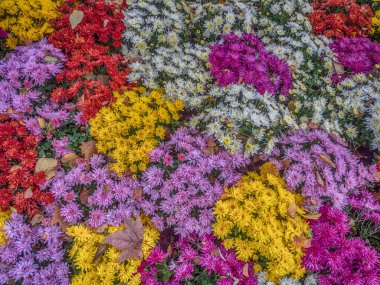 Iquitos, Peru - 15 Mayıs 2015: Pazar sabahı Iquitos 'taki Plaza de Armas Meydanı' nda Perulu asker.