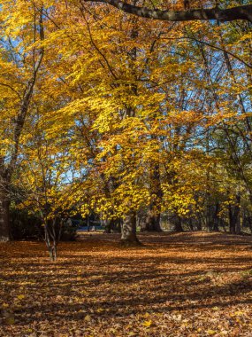 Güzel güneşli sonbahar manzarası Düşmüş kuru kahverengi yapraklar ve sarı ağaçlar