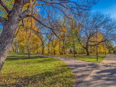 Güzel güneşli sonbahar manzarası Düşmüş kuru kahverengi yapraklar ve sarı ağaçlar