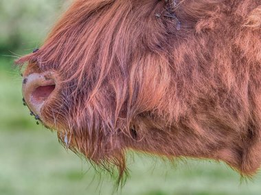 Çayırdaki İskoçya ineği. İskoçya sığırları: B Ghidhealach; İskoçlar: Heilan coo bir İskoç sığır cinsidir.