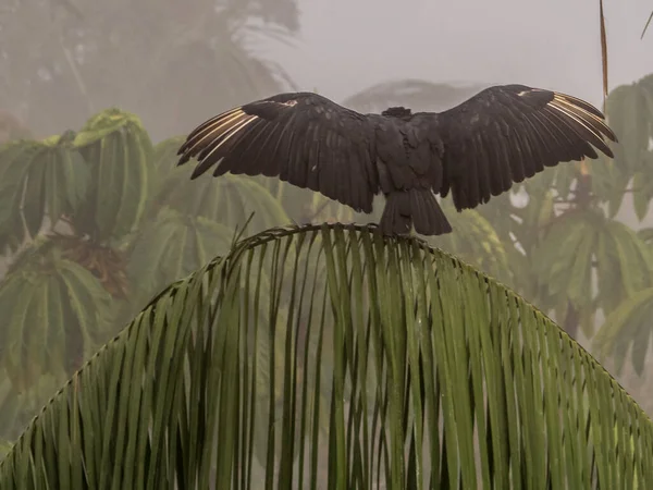 Black vulture, with outstretched wings, on the jungle palm tree in the Amazon. Brazil. Latin America. Also known as the American black vulture, is a bird in the New World vulture family, Coragyps atratus