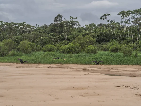Stado Czarnego Sępa Plaży Amazońska Dżungla Brazylia Ameryka Łacińska Znany — Zdjęcie stockowe
