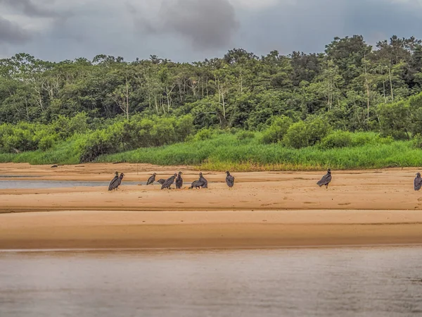 아마존 해변에 독수리 무리가 나타났습니다 브라질 아메리카 아메리카검은 독수리 American — 스톡 사진