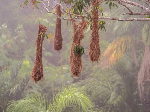 Gniazda Oropendola Amazońskiej Dżungli Brazylii Ameryce Łacińskiej Psarocolius Montezuma — Zdjęcie stockowe