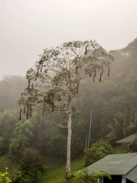 Oropendola Nests Амазонських Джунглях Бразилія Латинська Америка Psarocolius Montezuma — стокове фото