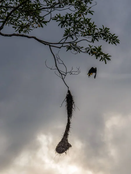 Gniazda Oropendola Amazońskiej Dżungli Brazylii Ameryce Łacińskiej Psarocolius Montezuma — Zdjęcie stockowe