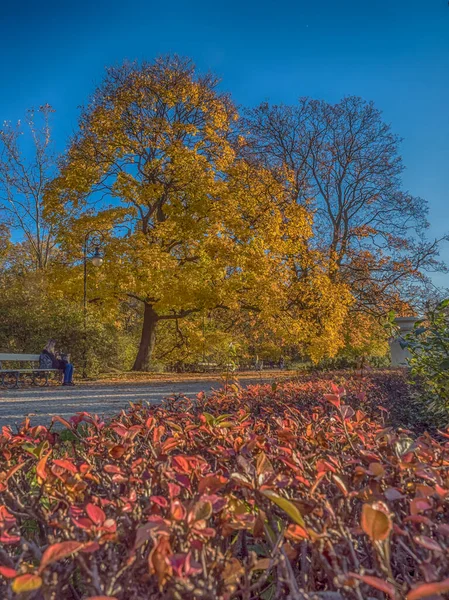 Beautiful Sunny Autumn Landscape Fallen Dry Brown Leaves Road Park — Stock Photo, Image