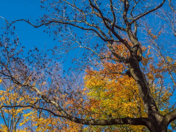Krásná Slunná Podzimní Krajina Žlutými Hnědými Stromy Modrou Oblohou — Stock fotografie
