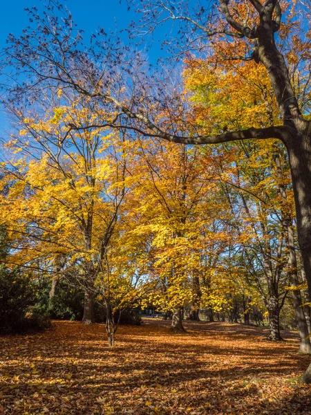 Beautiful Sunny Autumn Landscape Fallen Dry Brown Leaves Yellow Trees — Stock Photo, Image