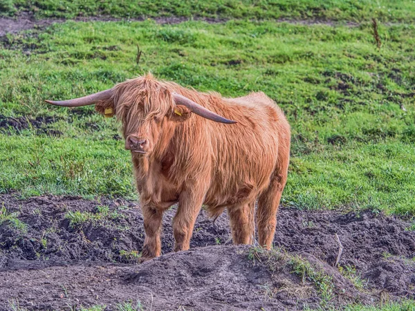 Vaca Montañosa Prado Polaco Ganado Las Tierras Altas Gaélico Escocés — Foto de Stock