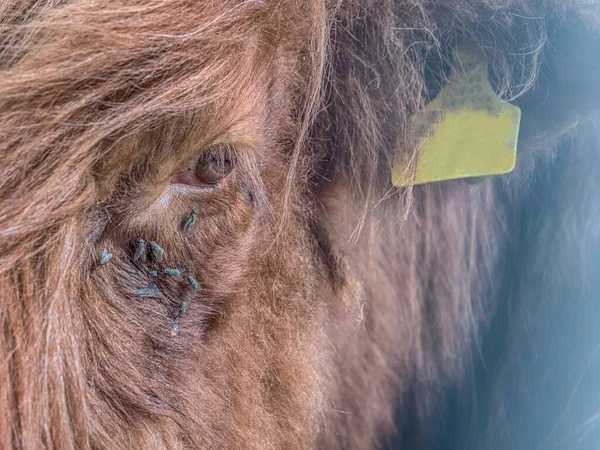ポリッシュ牧草地の高地牛 ハイランド牛スコティッシュ ゲール語 Ghidheach スコットランド語 黒毛和牛は スコットランドの牛の品種です — ストック写真