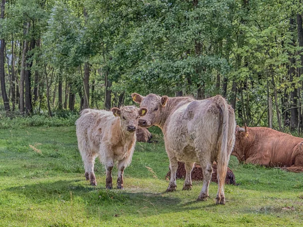 Vache Des Highlands Sur Prairie Polonaise Bovins Des Highlands Gaélique — Photo