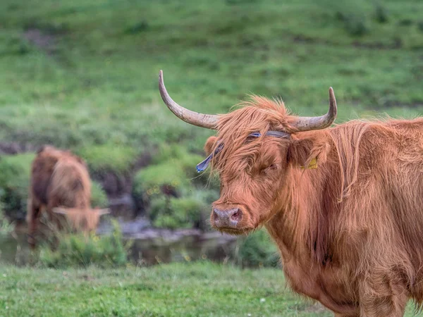 Horská Kráva Polské Louce Highland Cattle — Stock fotografie