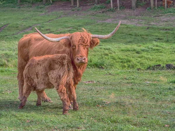 Highland cow on polish meadow. Highland cattle