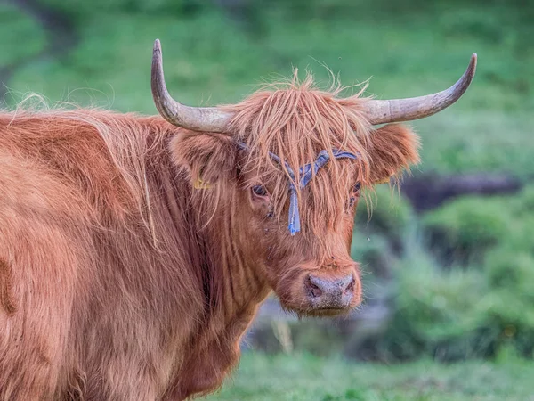 Highland cow on polish meadow. Highland cattle Scottish Gaelic: B Ghidhealach; Scots: Heilan coo are a Scottishcattle breed.