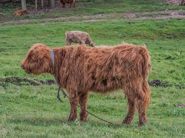 Highland cow on polish meadow. Highland cattle Scottish Gaelic: B Ghidhealach; Scots: Heilan coo are a Scottishcattle breed.