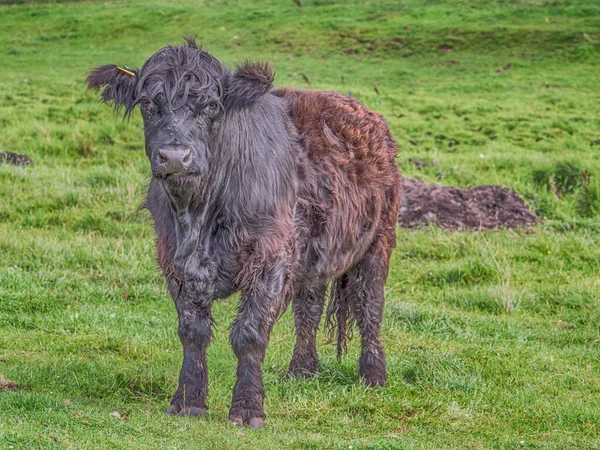 Vaca Das Terras Altas Prado Polonês Highland Cattle Scottish Gaelic — Fotografia de Stock