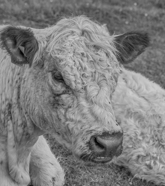 Horská Kráva Polské Louce Skotský Horský Skot Gaelština Ghidhealach Skoti — Stock fotografie