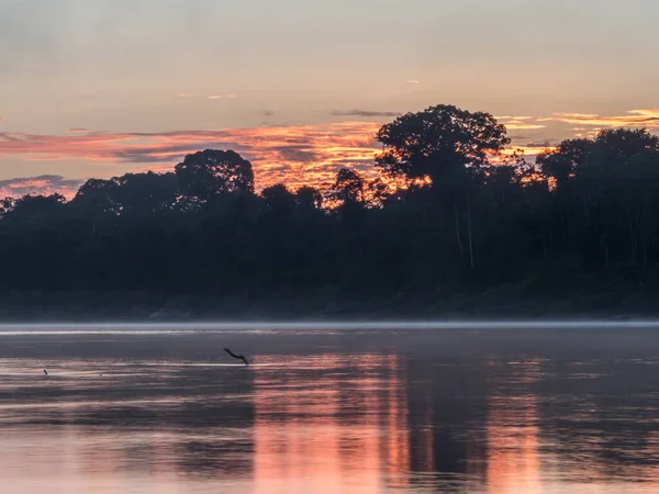 Zonsopgang Javarii Rivier Zijrivier Van Amazone Zandstrand Amazone Jungle Tijdens — Stockfoto