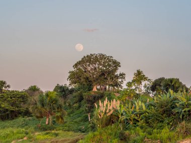 Düşük su mevsiminde Amazon nehri kıyısında. Ayın doğuşunda bir kargo gemisinin güvertesinden görüntü. Amazonia. Peru. Güney Amerika.