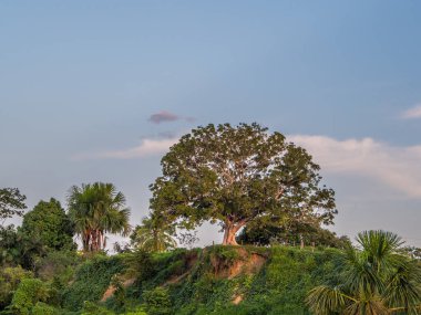 Düşük su mevsiminde Amazon nehri kıyısında. Ayın doğuşunda bir kargo gemisinin güvertesinden görüntü. Amazonia. Peru. Güney Amerika.