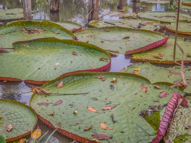 Victoria amazonica, Leticia, Kolombiya parkında. Çiçek açan bir bitki türüdür, nilüferler familyasının en büyüğü. Dünyadaki en büyük zambak..