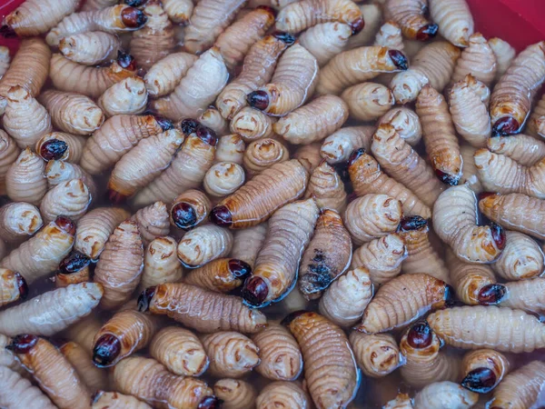 Suri Worms Rhynchophorus Palmarum Mercado Iquitos Perú — Foto de Stock