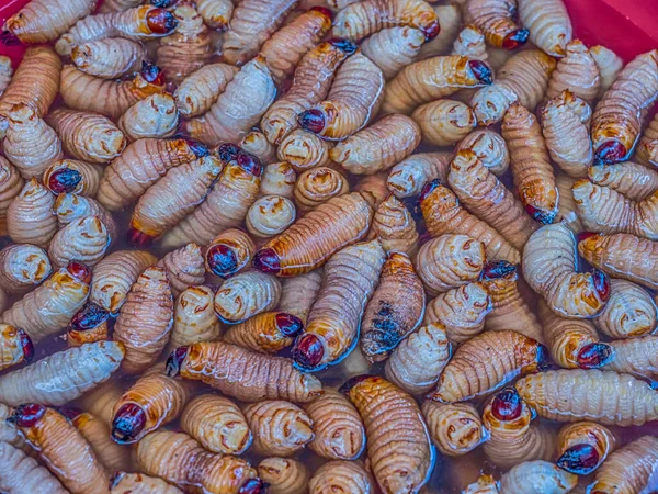 Suri Worms Rhynchophorus Palmarum Mercado Iquitos Perú — Foto de Stock