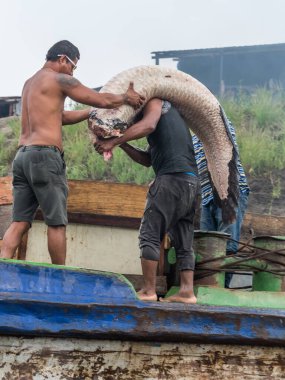 Santa Rosa, Brezilya - 22 Eylül 2018: Adam kargo gemisine büyük bir balık getirdi. Paiche, pirarucu, Brezilya sınırı. Kolombiya ve Peru. Güney Amerika.