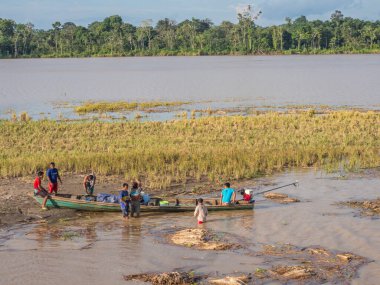 Amazon Nehri, Peru - 04 Aralık 2018: Düşük su mevsiminde Amazon Nehri 'nin ortasında pirinç ekimi görülür. Güney Amerika