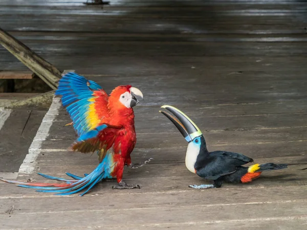 Toucan Vecht Met Papegaai Amazone Jungle — Stockfoto