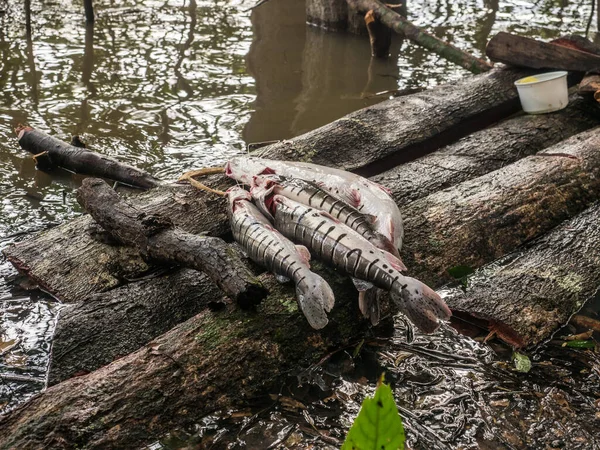Pesci Sulla Piattaforma Nella Giungla Amazzonica Selva America Latina — Foto Stock