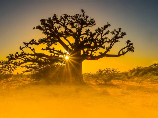 Silhouette Baobab Coucher Soleil Avec Fond Jaune Arbre Bonheur Sénégal — Photo