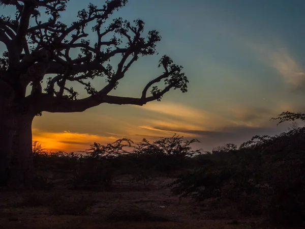 Silueta Baobab Atardecer Con Fondo Amarillo Árbol Felicidad Senegal África — Foto de Stock