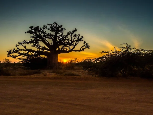 Silueta Baobab Atardecer Árbol Felicidad Senegal África — Foto de Stock