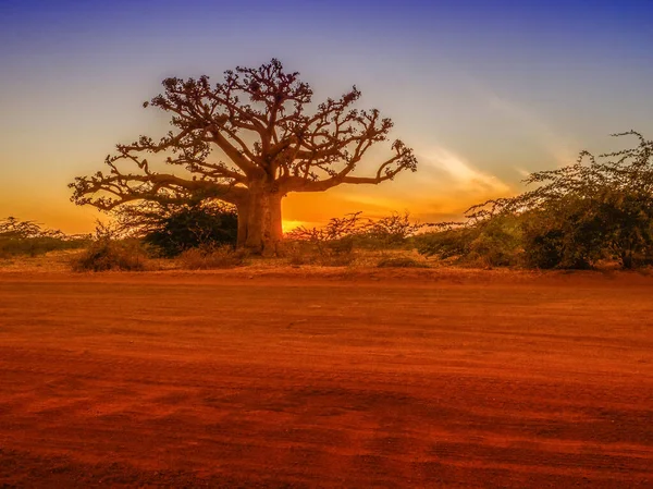 Силуэт Баобаба Закате Солнца Желтым Фоном Дерево Счастья Сенегал Африка — стоковое фото