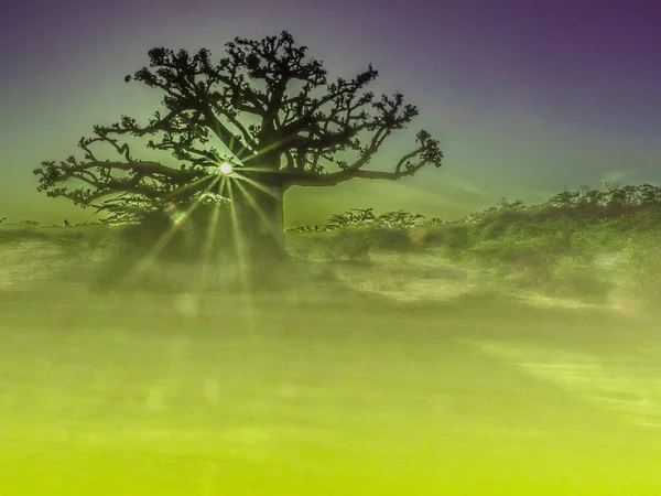Silhueta Baobá Pôr Sol Árvore Felicidade Senegal África — Fotografia de Stock