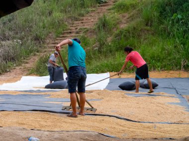 Amazonia, Peru - Aralık 2017: Yerel halk Amazon Nehri kıyısındaki küçük bir köyde pirinç kurutuyor. Amazon yağmur ormanlarında günlük yaşam. Amazonia. Güney Amerika
